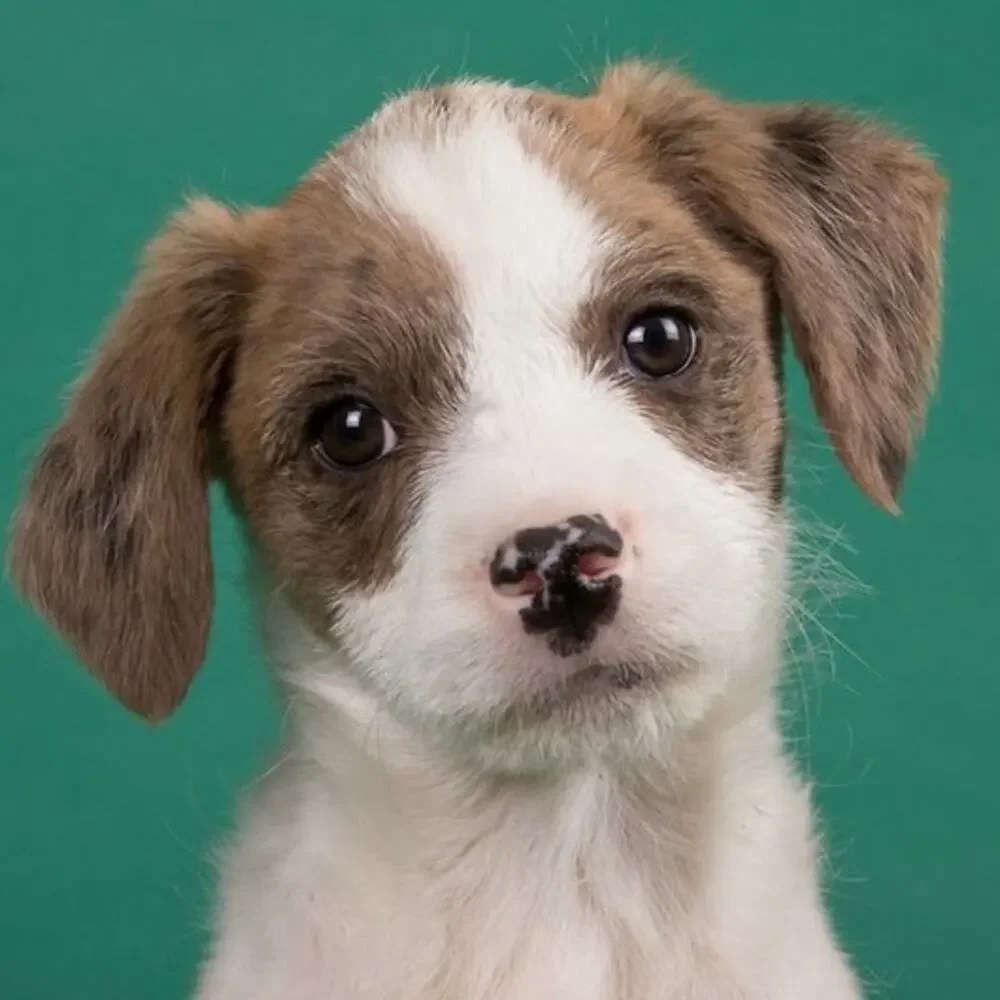 Shelter Puppies by Michael Kloth Book New Dog Adoption Animal Lovers Photos